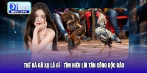 Thế đá gà xạ là gì, khám phá bí ẩn về lối chơi hiểm hóc được nhiều sư kê săn lùng. Tìm hiểu cách nhận biết ưu điểm của hình thức tấn công này cùng Qibet! Thế Đá Gà Xạ Là Gì - Tìm Hiểu Lối Tấn Công Độc Đáo Thế đá gà xạ là gì mà lại khiến giới sư kê truyền tai nhau như một tuyệt kỹ khó gặp? Đây là một trong những lối ra đòn nhanh như chớp, thường xuất hiện ở những thí sinh có khả năng bật nhảy cực tốt và tung cú đá chéo hiểm hóc. Trong bài viết dưới đây, hãy cùng Qibet khám phá chi tiết về kỹ thuật được xem là lợi hại bậc nhất trên sới! Tìm hiểu sơ bộ thế đá gà xạ là gì? Thế đá gà xạ là gì mà khiến giới sư kê lâu năm phải dành sự quan tâm đặc biệt? Đây là một lối ra đòn đặc biệt hiếm gặp, khi thí sinh tung cú đá chéo từ bên hông hoặc phía sau với lực cực mạnh cùng tốc độ chớp nhoáng. Khác với những thế thông thường, đá xạ không phụ thuộc vào việc giữ thăng bằng lâu mà tận dụng lực bật, phản xạ nhanh để tấn công trong tích tắc. Thế đá gà xạ là gì bạn đã biết hay chưa? Đòn này thường khiến đối phương bất ngờ, khó phòng thủ, thậm chí choáng váng nếu trúng vào những điểm yếu như mang tai hoặc cổ. Vì sự hiệu quả và hiểm hóc đó, cá thể sở hữu tuyệt kỹ này thường được coi là “át chủ bài” trong các trận đấu lớn. Vậy nên không ít sư kê không ngừng bỏ thời gian để tìm kiếm cho mình những chiến kê tài ba. Đặc điểm của thế đá gà xạ là gì? Sau khi tìm hiểu thế đá gà xạ là gì, chắc chắn anh em sẽ thắc mắc về yếu tố để nhận diện lối đánh hiểm này. Dưới đây gồm 3 đặc điểm then chốt giúp thành viên phân biệt tuyệt kỹ ra đòn này với các hình thức tấn công khác trên sới đấu: Tư thế ra đòn Khi nhắc đến thế đá gà xạ là gì, điều đầu tiên cần đề cập chính là tư thế ra đòn cực kỳ độc đáo của chiến kê. Khác với những lối đá trực diện thường thấy, để sử dụng tuyệt kỹ này thì cá thể thường áp sát mục tiêu rồi bất ngờ tung cú đánh chéo hoặc vòng từ bên hông, tạo góc tấn công hiểm khó lường. Thế này đòi hỏi kê phải có khả năng giữ thăng bằng tốt, linh hoạt khi xoay hông và đặc biệt là biết chớp thời cơ để ra đòn đúng lúc. Thể hình & tố chất Muốn hiểu trọn vẹn thế đá gà xạ là gì, thành viên cần nhìn vào yếu tố thể hình và bản năng chiến đấu của chúng. Chiến binh không nhất thiết phải to lớn, nhưng bắt buộc phải có cấu trúc cơ thể gọn gàng, đùi chắc, hông khỏe và phần lưng linh hoạt. Đặc biệt, phần cánh đóng vai trò hỗ trợ giữ thăng bằng khi bật lên tung đòn chéo. Ngoài thể lực, thí sinh thường có bản tính lì lợm, quan sát tốt và rất biết chọn thời điểm tấn công. Tố chất trời cho này nếu được huấn luyện bài bản sẽ giúp chiến kê phát huy tối đa khả năng đánh đòn đá xạ, một lợi thế vô cùng lớn trong các trận đấu căng thẳng. Điểm nổi bật để bạn nhận diện thế đá xạ Sự nhanh nhạy & độ chính xác Một trong những lý do khiến nhiều người tò mò thế đá gà xạ là gì chính là sự khác biệt về tốc độ cũng như độ chính xác mà chúng mang lại. Đòn xạ không cần nhiều bước chuẩn bị, chỉ cần một chuyển động nhẹ đã có thể bật lên và tung cú đá cực nhanh vào điểm yếu của đối thủ. Thường thì lối tấn công sẽ nhắm vào vùng mang tai, cổ hoặc hầu, các vị trí khiến đối phương choáng váng nếu trúng đòn. Độ chuẩn xác của thế đá đến từ khả năng định vị và phán đoán nhạy bén của thí sinh kết hợp cùng phản xạ tuyệt vời. Với tốc độ “sấm sét” và khả năng đánh trúng ngay các cá thể này không chỉ nguy hiểm mà còn rất khó bị khắc chế. Bí kíp huấn luyện thế đá gà xạ là gì? Sau khi hiểu rõ thế đá gà xạ là gì, anh em cần rèn luyện đúng kỹ thuật cho chiến binh. Bởi không phải cá thể nào cũng có thể thực hiện được nếu không qua quá trình huấn luyện bài bản. Dưới đây bao gồm các bí quyết quan trọng giúp bet thủ nâng tầm thần kê của mình: Tập nhảy lên cao, leo dốc nhẹ hoặc cho gà đuổi theo vật thể di chuyển giúp tăng khả năng quan sát và phản công chính xác. Đây là cách để chiến binh của anh em trở nên linh hoạt trong mọi tình huống. Cho kê tập xoay người và tung đòn chéo từ bên hông sẽ giúp định hình đúng kỹ thuật đá. Bên cạnh đó, việc tập luyện với gà mồi trong không gian hẹp cũng là cách hiệu quả để tăng độ chính xác. Anh em nên bổ sung thực phẩm giàu đạm như thịt nạc, trứng vịt lộn, kết hợp rau xanh, tỏi, gừng giúp tăng sức đề kháng và chống lạnh. Ngoài ra, các thí sinh cũng cần uống nước sạch hoặc pha thêm mật ong loãng. Giấc ngủ đầy đủ từ 8 đến 10 tiếng mỗi ngày giúp kê duy trì sự tỉnh táo, cơ bắp phục hồi tốt hơn. Anh em để gà nghỉ ở nơi yên tĩnh, thoáng khí và tránh thay đổi môi trường đột ngột. Chia sẻ “công thức” để bạn tạo ra thần kê bản lĩnh Lời kết Thế đá gà xạ là gì chắc hẳn không còn xa lạ đối với anh em sau khi đọc qua bài viết trên. Nếu bạn đang tìm kiếm một sân chơi uy tín để theo dõi hoặc đặt cược vào những trận đấu hấp dẫn mang đậm tính chiến thuật, Qibet chính là lựa chọn lý tưởng đấy!