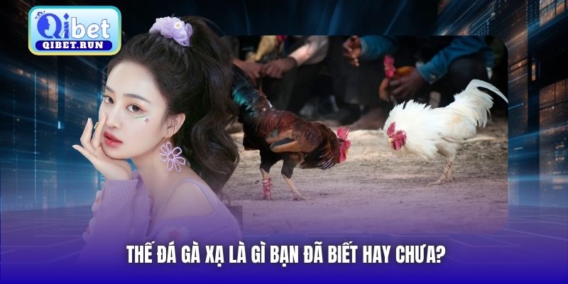 Thế đá gà xạ là gì bạn đã biết hay chưa?
